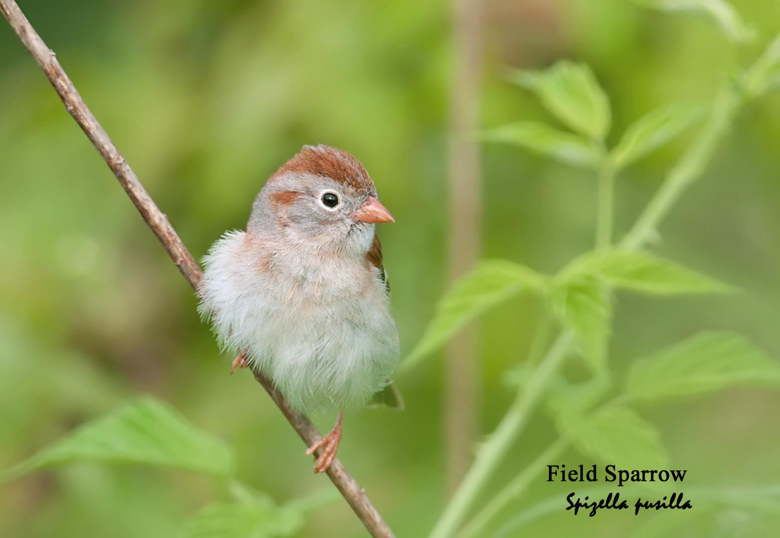 Field Sparrow